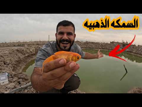 كواجه يقتل ابنه بوحشيه 😭
