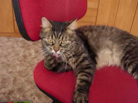 Jaromír Nohavica - Pijte vodu