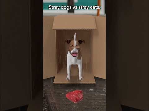 Cats really dgaf 😂 #Funny #Dog #Cat #Comedy