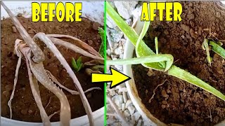 The process of saving a dying Aloe vera plant