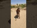 Donkey Success Shortvideos Wildlifeentertainment Animallife Viralvideos