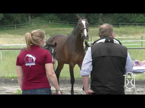 IZ088 Hengstfohlen von Adagio de Talma - Nekton - King Milford xx