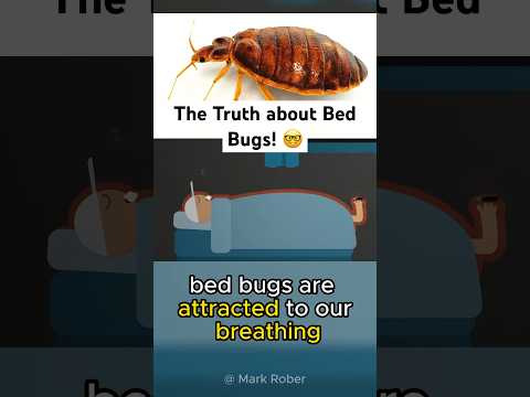 The Truth about Bed Bugs! #shorts