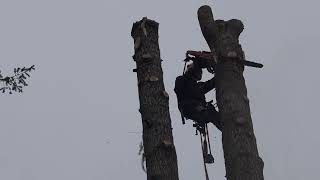Dangerous tree specialist, Island View Tree Service.