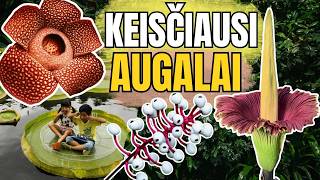 Keisčiausi augalai pasaulyje: jie ėda vabzdžius, kraujuoja, šoka, apsimeta gyvūnais