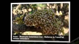 preview picture of video 'Pride of Matheran - Memecylon Umbellatum Indianature's photos around Matheran, India (vacation)'