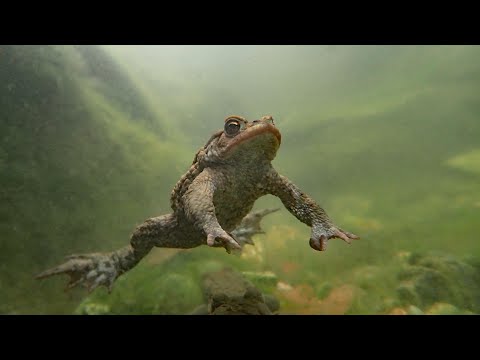 Natuurfilm,padden,van paddentrek tot paddenregen