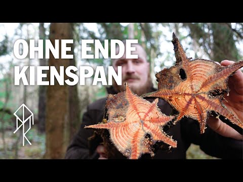 Endless pinewood - Tips for finding the popular tinder | Bushcraft | Survival | Urviech