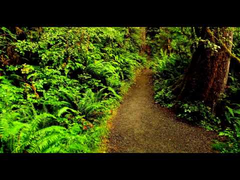 Hoh Rainforest in 4K