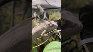 Хамелеоны подросли