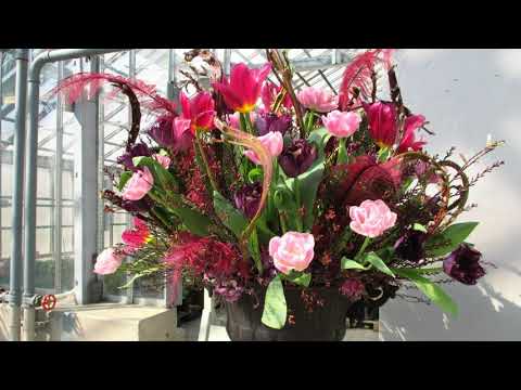 Tulips/Tulpaner /Tulbid 1-2