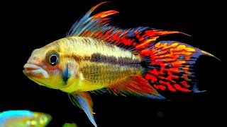 Top 5 Centerpiece Fish for your small to medium sized Community Aquarium.