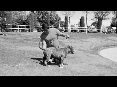 AMERICAN BULLY LUIS DIMAS BLAST TV