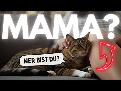 How cats see their humans