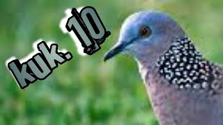 Download lagu ( KUK 10 ) Suara derkuku / tekukur bisa buat masteran / pancingan mp3 Download lagu ( KUK 10 ) Suara derkuku / tekukur bisa buat masteran / pancingan mp3