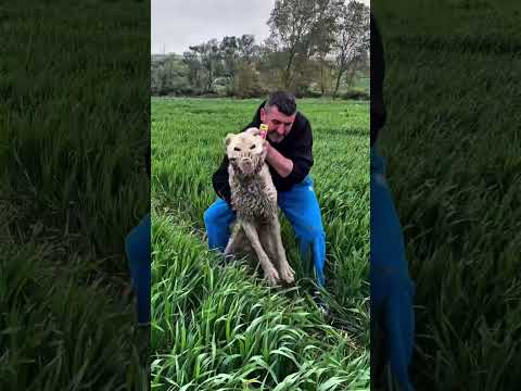 Iyilik Herzaman Galip Gelecektir #iyilikyap #senergunes #shortsvideo #shorts #animals #keşfetteyiz