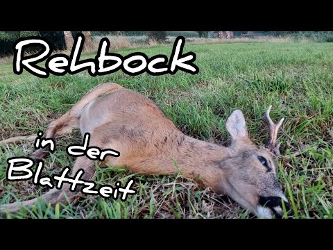 Erfolgreiche Bockjagd in der Blattzeit 2023 #jagd #bockjagd #rehbock #blattzeit