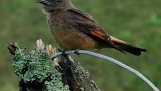 preview picture of video 'Pássaros em Bocaina de Minas'