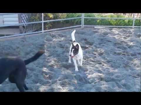 Sage, the distemper survivor