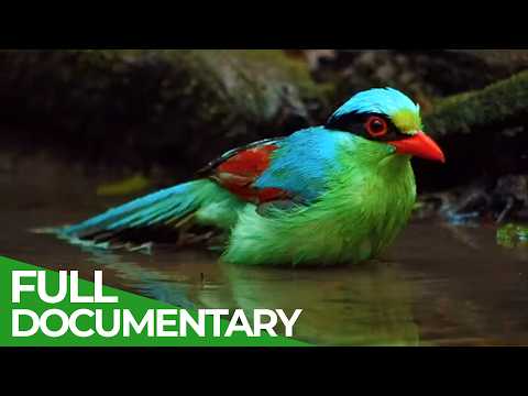Fantastic Creatures of Myanmar
