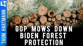 National Forest Gutted By Trump Under New Threat Despite Biden Protections