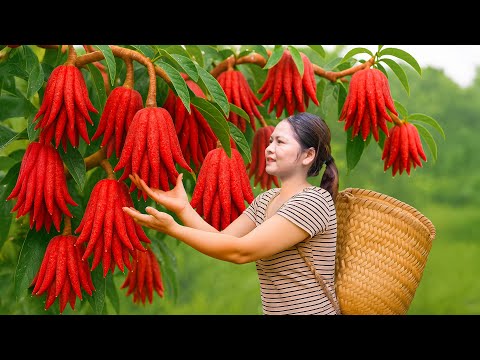 Harvest Rare Wild Red Buddha’s Hand Fruit and Sell It | Mysterious Citrus Found Deep in the Jungle