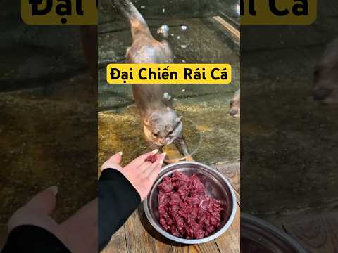 Đại chiến rái cá #review #giaitri
