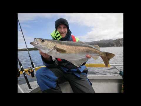 Angeln in Norwegen, Rottem 2017, Trondheimslaia auf Dorsch, Seelachs, Pollack und Co.