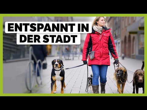 STADTTRAINING | 3 Tipps wie dein Hund zum ENTSPANNTEN Alltagsbegleiter wird