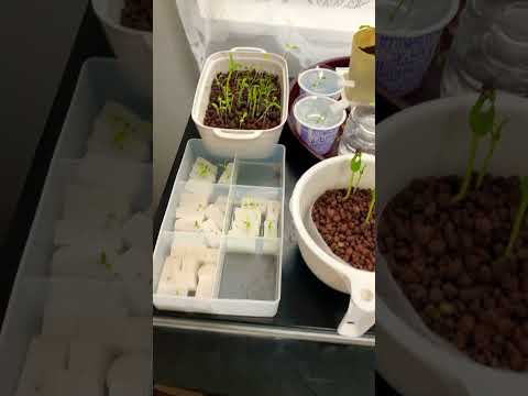 Hydroponic cultivation at home（2025/5/22）