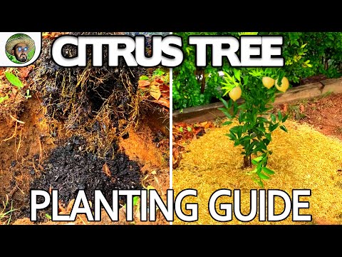 Citrus Tree Planting Guide  |  Giving your Citrus the BEST start even when growing in AVERAGE soil