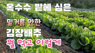 옥수수 밭에 심은 김장배추 밑거름도 안했는데 뭘 주었기에 이렇게 잘자랄까 ?  꿀통배추 예방법