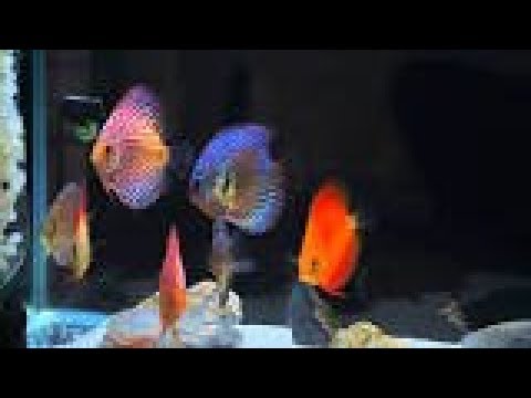 All Beautiful and Colorful| Discus Fish Species Discuss Fishes | Discus fish care in  hindi