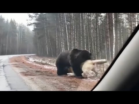 THE BEAR ATTACKED THE KANGAL DOG AND SEE WHAT HAPPENED