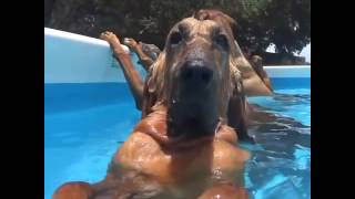 Pool Day For Dogs