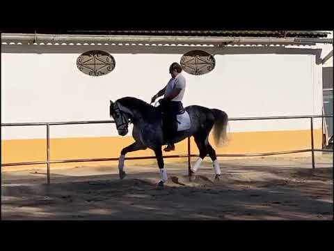 PRE stallion 2014 165cm REF:226