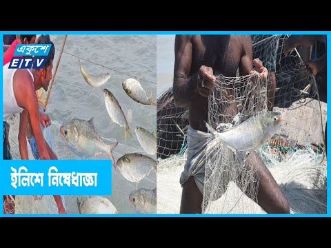 নিষেধাজ্ঞা অমান্য করেই `ইলিশ` ধরছে জেলেরা!