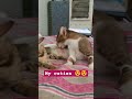 Kavaaliya Catlover Catlike Viral Kavaliya Tamnaybhatt Song Trending Trend Shortvideo Cat