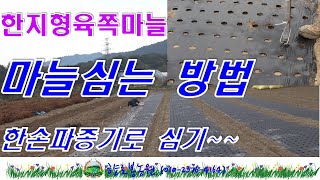 한지형육쪽마늘 심는시기 및 마늘심는 방법 중,  마늘파종기로 마늘심기
