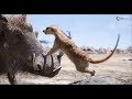 Pumbaa Und Timon Finden Simba DER KÖNIG DER LÖWEN Clip Spot German