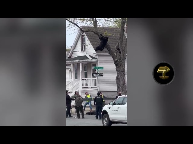 Inusual rescate de un oso atrapado en un árbol en plena ciudad