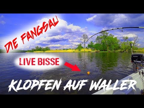 Klopfen auf Waller / Wels / Live Bisse / Live Drill / Die Fangsau angelt an der Oder