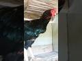 Cara Atasi Lawan Ayam Pukul Badan Ayamberkualitas