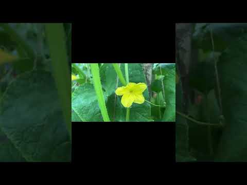 ⭐️How to: Grow cucumbers in open field|| PART-3 Step by step guide #flowers #buds  #cucumbers