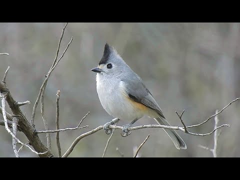 Titmice (Black-Crested and Tufted) - Pat O'Neil Video Bird ID's