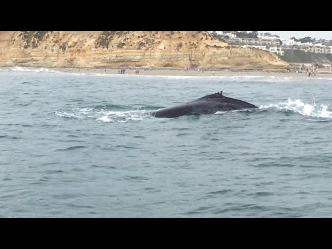 Watch a Humpback Whale Get Untangled From Fishing Lines