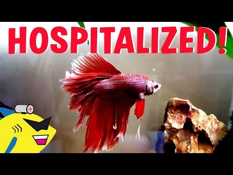 JEFF'S IN THE HOSPITAL! - Betta Fish Fin Rot Cure / Treatment