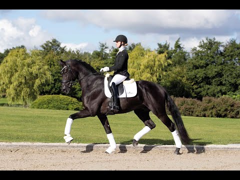 Iron - Stallion Collection Schockemoehle & Helgstrand 2021 ENG