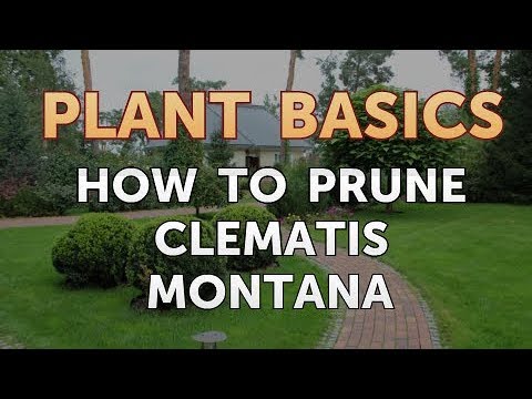 How to Dry an Overwatered Plant