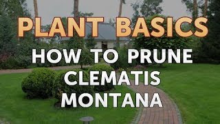 How to Prune Clematis Montana